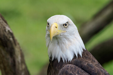 Bald eagle