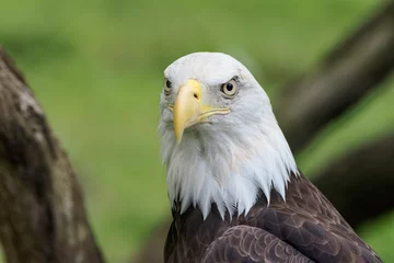 Foto op Plexiglas Bald eagle © Michael