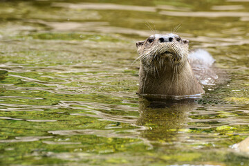 River otter looking up