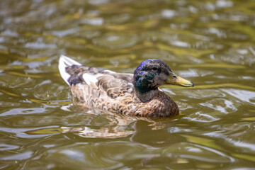 Duck swimming in a pond - 519223837