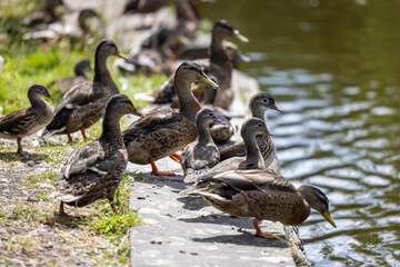 Ducks swimming in a pond - 519223840