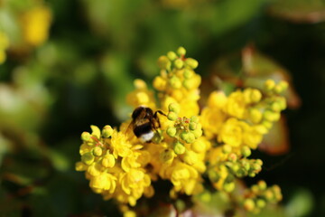 Insecto en flor
