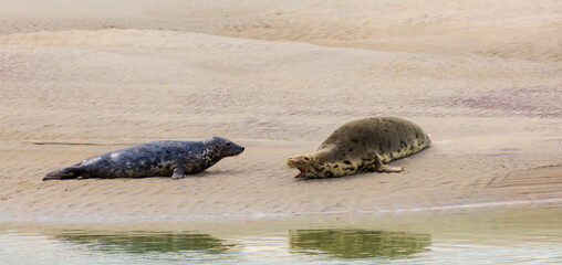 Eine spektakuläre Robbenkolonie in Berck-sur-Mer/Frankreich am Ärmelkanal. Vor der Ebbe werden...