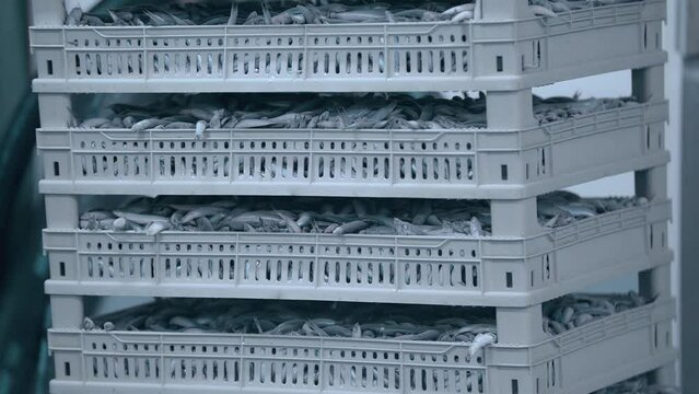Anchovy fishes are seen frozen in cases within a trawlers cold storage facility.