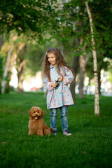A cute little girl on a walk with toy poodle dog. It's spring outside. The girl is dressed in a blue cloak in a flower and jeans. She has long wavy hair. Childhood. Stroll.