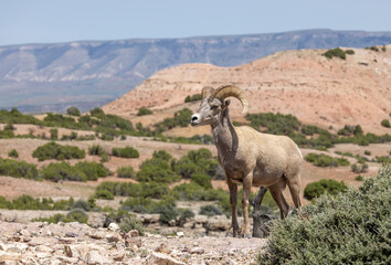 Naklejka premium Bighorn Sheep Ram in Summer in Montana