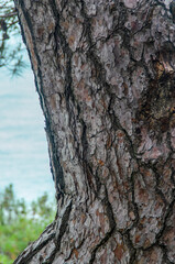 The trunk of a coniferous tree in close-up against the background of water. Beautiful summer landscape.