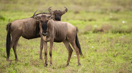Obraz na płótnie Canvas Wildebeest Heards Roaming Across the Plains of Tanzania during the Great Migration Birthing Season