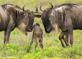 Wildebeest Heards Roaming Across the Plains of Tanzania during the Great Migration Birthing Season