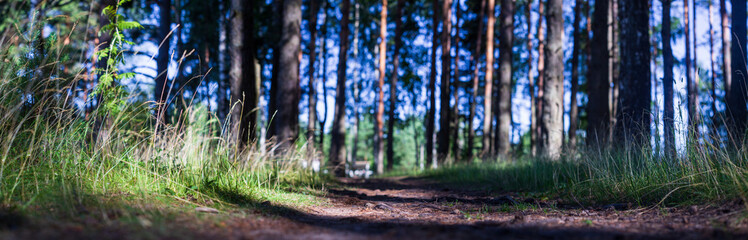 Forest path close-up with cones and roots. Low point of view in nature landscape. Blurred nature background. Park low focus depth. Ecology environment
