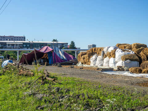 Sale of feed for livestock. Hay blocks. Lots of hay. Horse feed warehouse
