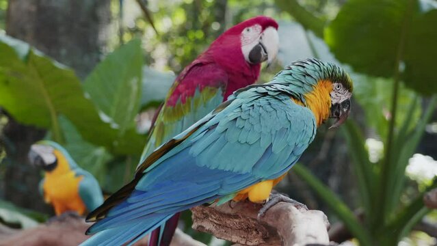 Exotic blue-and-yellow and red macaws in natural setting near Iguazu Falls in Brazil. 