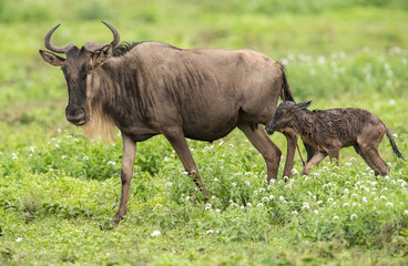 Wildebeest Heards Roaming Across the Plains of Tanzania during the Great Migration Birthing Season