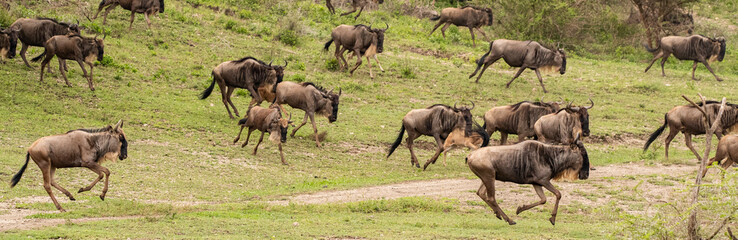 Wildebeest Heards Roaming Across the Plains of Tanzania during the Great Migration Birthing Season