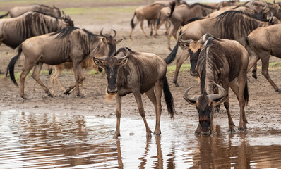 Wildebeest Heards Roaming Across the Plains of Tanzania during the Great Migration Birthing Season