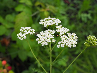 Common yarrow Achillea millefolium white flowers close up, floral background green leaves. Yarrow pattern, milfoil top view. Medicinal organic natural herbs, plants concept. Wild yarrow, wildflower