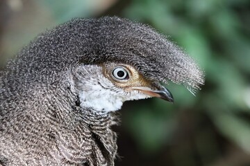 Grey peacock-pheasant 