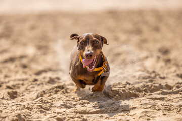 Miniature dachshund running on the beach