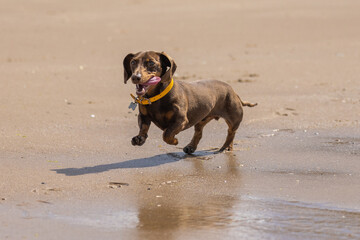Miniature dachshund running on the beach - 519226018