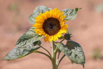 Sunflower in the sun, Wales - 519226078