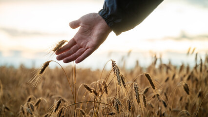 Touching ear of wheat growing in golden field