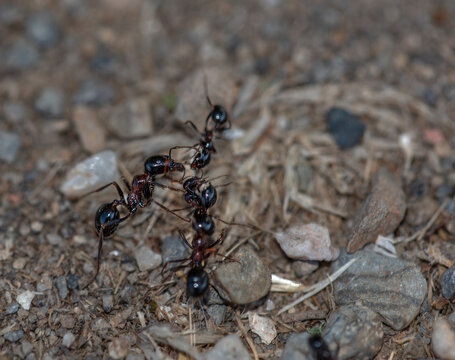 ants divide work in groups of three
