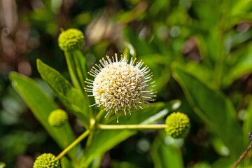 Flower of a buttonbush, Cephalanthus occidentalis