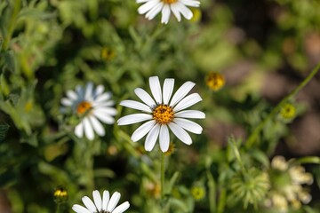 Obraz premium Cape daisy, Dimorphotheca pluvialis