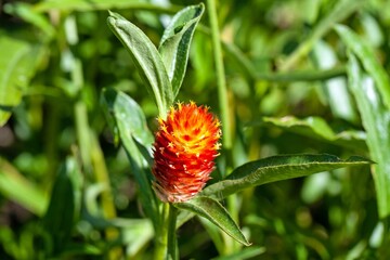 Rio Grande globe amaranth, Gomphrena haageana