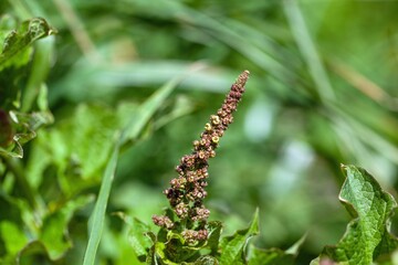 Good King Henry, Blitum bonus henricus