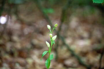 Flower of a white helleborine, Cephalanthera damasonium