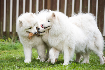 Fluffy white Samoyed puppies dogs are playing with toy