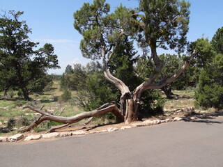 Arbre frappé par la foudre
