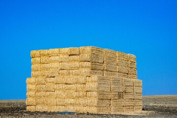 Fototapeta premium stacked straw to be collected