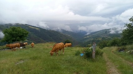 Fototapeta na wymiar Vacas en la montaña de Lugo, Galicia