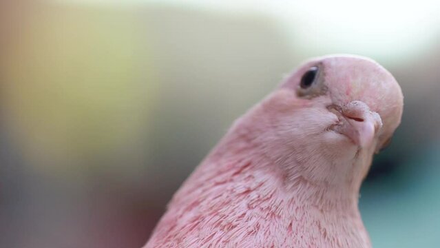 pink pigeon close shot. colored bird painted by man. Bird eye. High quality FullHD footage