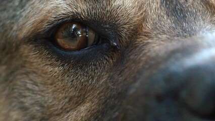 Close-up macro depth of field: details of the dog's eyes, nose, mouth that blinks and waits for the owner. Beautiful red dog eye. Soft warm light, slow motion, close-up. 4K. 