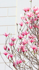 Pink magnolias in front of a white building