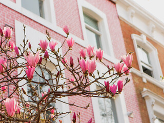 Pink magnolia flowers in front of pink building © Millie