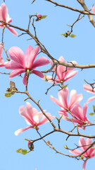 Pink magnolia flowers with blue sky