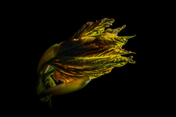 A fresh greenish maple leaf unfolds on a branch in spring time