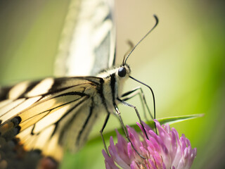 Motyl siedzący na koniczynie, aparat gębowy, rurka	