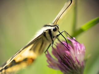 the butterfly on the clover flower, drinks nectar