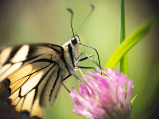 Motyl siedzący na koniczynie, aparat gębowy, rurka	