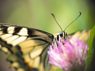 Motyl siedzący na koniczynie, aparat gębowy, rurka	
