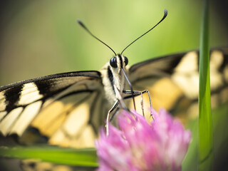 	
Motyl siedzący na koniczynie, aparat gębowy, rurka	
