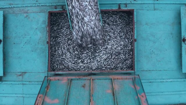 Small size sardine fishes are seen transported into a truck for fish food manufacturing.