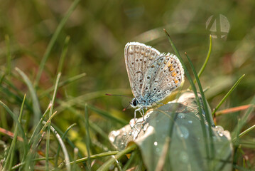 Blue butterfly standing on green leaf in Izmir