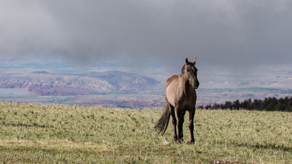 Grulla Gray wild horse stallion on Sykes Ridge overlooking the Bighorn National Recreation area on...