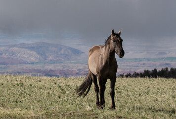 Grulla wild horse stallion with early morning sunlight on Sykes Ridge overlooking the Bighorn...
